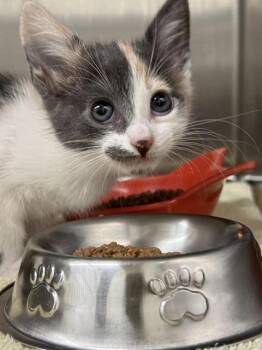 MISO -  Domestic Short Hair Cat for Adoption in Auburn, California - MISO | PetCurious