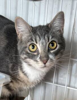 Domestic Short Hair Cats Available for Adoption - Billie | PetCurious