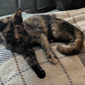 Myrtle -  Domestic Short Hair Cat for Adoption in Bel Air, Maryland - Myrtle | PetCurious