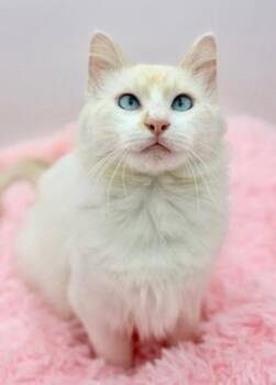 Ragdoll Cats Available for Adoption in Covington, Louisiana - Laufey | PetCurious