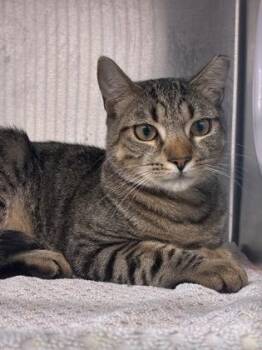 Sprite -  Domestic Short Hair Cat for Adoption in West Chester, Pennsylvania - Sprite | PetCurious
