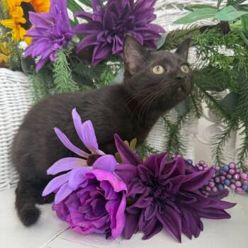 Nictorious AdoptRidge 56367 -  Domestic Short Hair Cat for Adoption in Eaton Rapids, Michigan - Nictorious AdoptRidge 56367 | PetCurious
