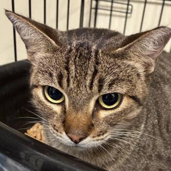 Josie -  Domestic Short Hair Cat for Adoption in Bronson, Florida - Josie | PetCurious
