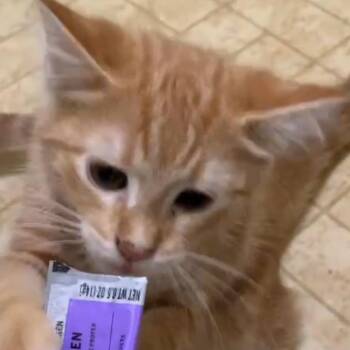 Sherbet -  Domestic Short Hair Cat for Adoption in Huntington, West Virginia - Sherbet | PetCurious