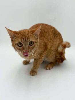 Zest -  Domestic Short Hair Cat for Adoption in Bowling Green, Kentucky - Zest | PetCurious