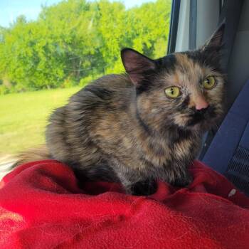 Domestic Long Hair Cats Available for Adoption in Rochester, Minnesota - Zenobia | PetCurious