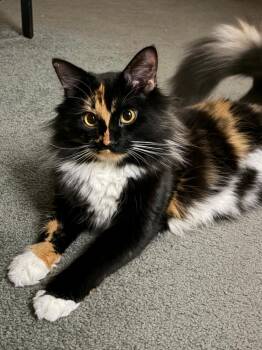 Calico Cats Available for Adoption - Aurora | PetCurious