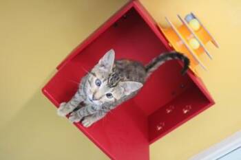 CROSS -  Domestic Short Hair Cat for Adoption in Kenansville, North Carolina - CROSS | PetCurious