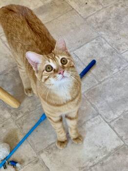 Sebastian -  Tabby Cat for Adoption in Delta, Colorado - Sebastian | PetCurious