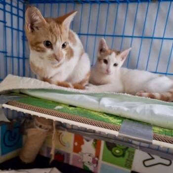 Rescue Domestic Short Hair Cats for Adoption in New York, New York - Batman | PetCurious