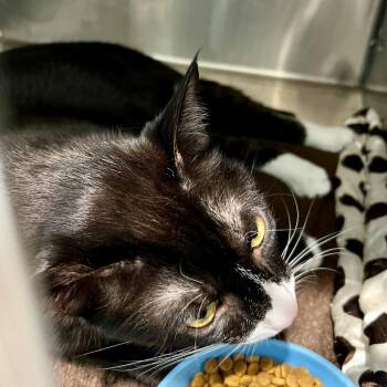 Frog -  Domestic Short Hair Cat for Adoption in Cumming, Georgia - Frog | PetCurious