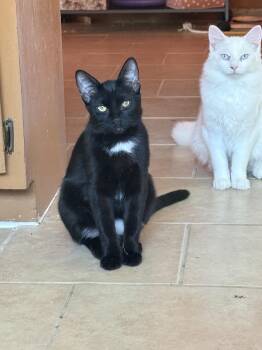 Rescue Domestic Long Hair Cats for Adoption in Albuquerque, New Mexico - Belá Bartok | PetCurious