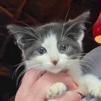 Domestic Short Hair Cats Available for Adoption in Hanna City, Illinois - Extra | PetCurious