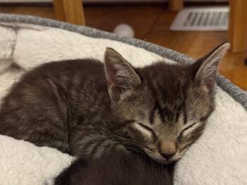 Domestic Short Hair Cats Available for Adoption in Seattle, Washington - Zebedee | PetCurious