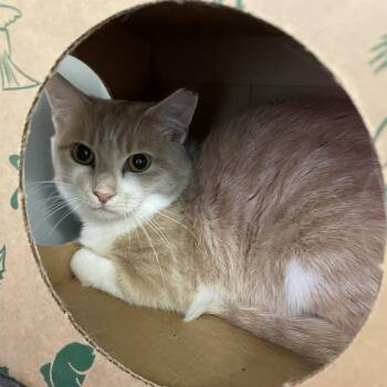 Fletcher -  Domestic Short Hair Cat for Adoption in Saint Charles, Missouri - Fletcher | PetCurious