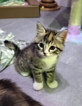 Tortoiseshell and Domestic Short Hair Cats Available for Adoption - Kewpie | PetCurious