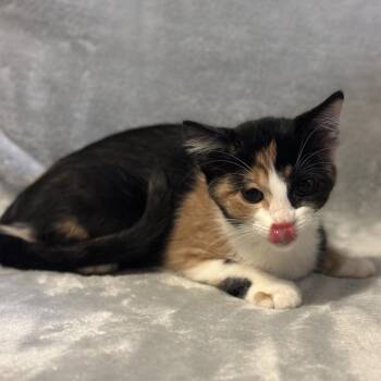 Rose -  Domestic Short Hair Cat for Adoption in Grand Rapids, Minnesota - Rose | PetCurious