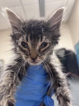 Domestic Long Hair Cats Available for Adoption in Las Vegas, Nevada - AURORA | PetCurious