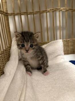 Beaver -  Domestic Short Hair Cat for Adoption in Atlanta, Georgia - Beaver | PetCurious
