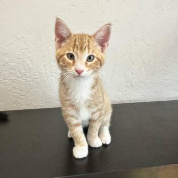 Domestic Short Hair Cats Available for Adoption in Spokane, Washington - Cheeto | PetCurious
