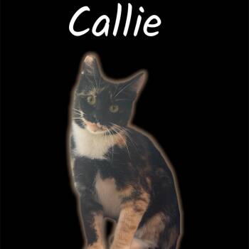 Callie -  Domestic Short Hair Cat for Adoption in Auburn, California - Callie | PetCurious