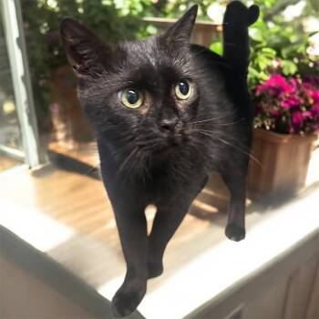 Rescue Domestic Short Hair Cats for Adoption in Cape Coral, Florida - Prancer | PetCurious