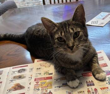 Damaris -  Domestic Short Hair Cat Available for Adoption in Kenhorst, Pennsylvania - Damaris | PetCurious