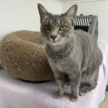 Rescue Domestic Short Hair Cats for Adoption in St. Helena, California - Mae | PetCurious