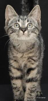 Anakin -  Domestic Short Hair Cat for Adoption in Newland, North Carolina - Anakin | PetCurious