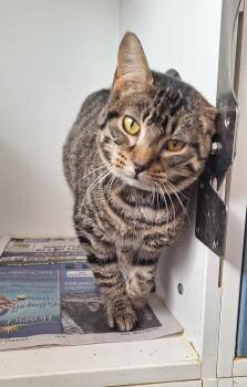 Tabby Cats Available for Adoption - Brody | PetCurious