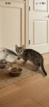 Prentiss -  Domestic Short Hair Cat for Adoption in Johnson City, Tennessee - Prentiss | PetCurious