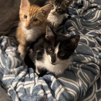 Rescue Domestic Short Hair and Tuxedo Cats for Adoption in Houston, Texas - Pickles (available Early December) | PetCurious
