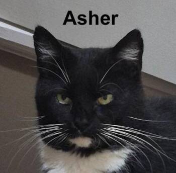 Asher Gay.-Gray. - COURTESY LISTING -  Domestic Short Hair Cat for Adoption in Stowe, Pennsylvania - Asher Gay.-Gray. - COURTESY LISTING | PetCurious