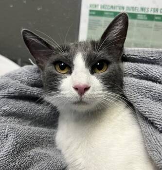 Domestic Short Hair Cats Available for Adoption in Fort Worth, Texas - Miss Marple | PetCurious