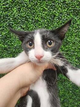 Bopsie $50 -  Domestic Short Hair Cat for Adoption in Seneca, South Carolina - Bopsie $50 | PetCurious