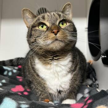 Tofu -  Domestic Short Hair Cat for Adoption in Waynesville, North Carolina - Tofu | PetCurious