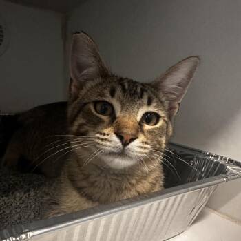Belb -  Domestic Short Hair Cat for Adoption in Dearborn, Michigan - Belb | PetCurious