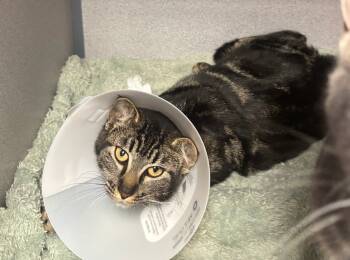 Rescue Domestic Short Hair Cats for Adoption in Liverpool, New York - Tee | PetCurious