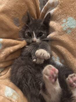 Lil Gray -  Domestic Short Hair Cat for Adoption in New York, New York - Lil Gray | PetCurious