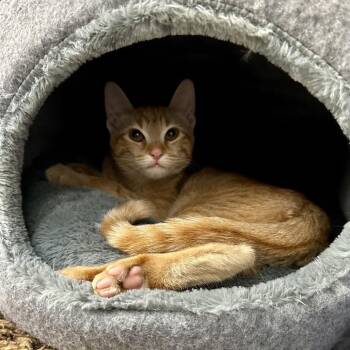 Clementine -  Domestic Short Hair Cat for Adoption in Newberg, Oregon - Clementine | PetCurious