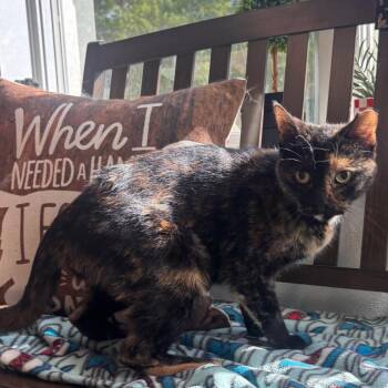 Domestic Short Hair Cats Available for Adoption in Belleville, Illinois - Harley | PetCurious