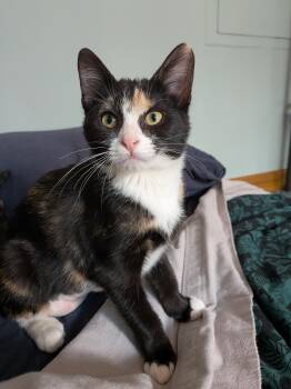 Jace and Elspeth -  Domestic Short Hair Cat for Adoption in Seattle, Washington - Jace And Elspeth | PetCurious