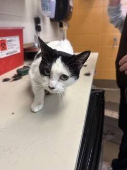 Nugget -  Domestic Short Hair Cat for Adoption in Wichita, Kansas - Nugget | PetCurious