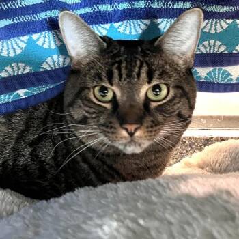 Domestic Short Hair Cats Available for Adoption in Methuen, Massachusetts - SIMBA | PetCurious
