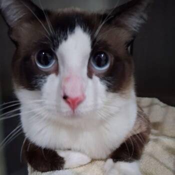 Snowshoe Cats Available for Adoption in Lake Havasu City, Arizona - Simon | PetCurious