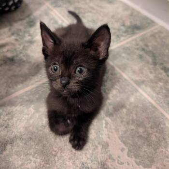Albie -  Domestic Short Hair Cat for Adoption in Abbotsford, British Columbia - Albie | PetCurious