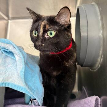 Cashew -  Domestic Short Hair and Mixed Breed Cat for Adoption in Chicago, Illinois - Cashew | PetCurious