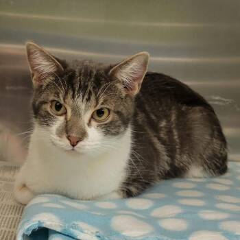 Ozzy -  Domestic Short Hair Cat for Adoption in Columbia, Missouri - Ozzy | PetCurious