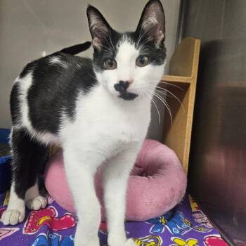 Beef Jerky -  Domestic Short Hair Cat for Adoption in Grantsville, Utah - Beef Jerky | PetCurious