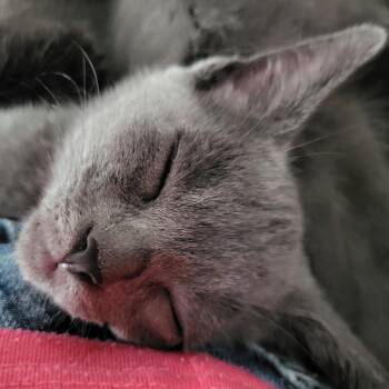 Tinks -  Domestic Short Hair Cat for Adoption in Clavet, Saskatchewan - Tinks | PetCurious